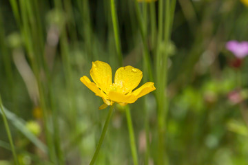 Creeping buttercup ywllow flower close up