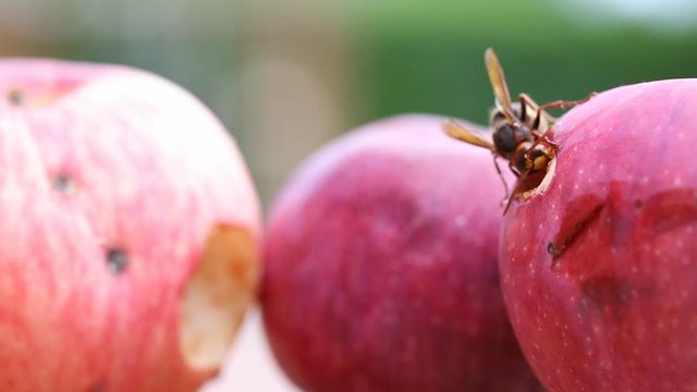 Big european hornet eating ripe sweet tasty apple. Wasp feeding with fruit. Insect spoiling harvest