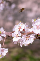 blossom in spring