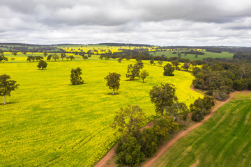 Flowering Canola Fields in Toodyay, Western Australia