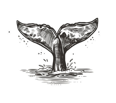 Hand drawn vector whale tail. Sketch illustration