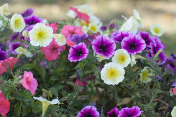 colorful flower bush