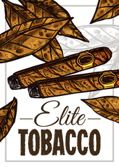 Vector color hand drawn poster with sketch cuban cigars and tobacco leaves. Template of design about smoking