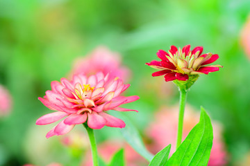 Obraz premium Closeup and Selective Focus Pollen Pink Marvel of Peru in the garden.