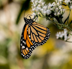 monarch butterfly on flower