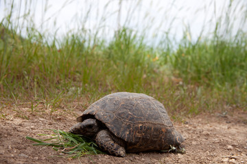 young turtle eats grass background