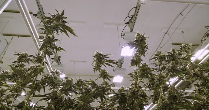 Weed Plants Growing Under Grow Lights at Cannabis Industry Warehouse