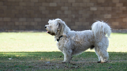 dog on grass with space for copy