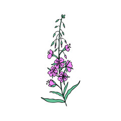 Willow herb, Chamerion angustifolium, fireweed, rosebay hand drawn ink sketch botanical illustration isolated, vector graphic flower, design bouquet for packaging tea, greeting cards, medicine plant