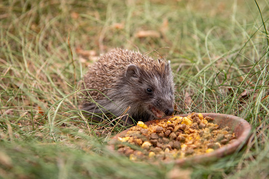 Cute hedgehog eating from a bowl in the garden
