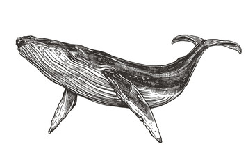 Vector hand drawn illustration of  humpback whale. Sketch detailed engraving style - obrazy, fototapety, plakaty