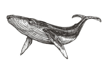 Vector hand drawn illustration of  humpback whale. Sketch detailed engraving style