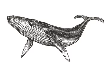 Fotobehang Vector hand drawn illustration of  humpback whale. Sketch detailed engraving style © alexrockheart