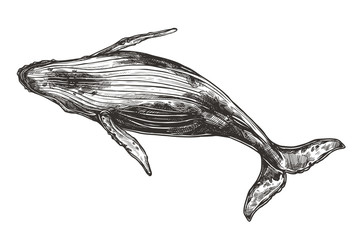 Vector hand drawn illustration of humpback whale. Sketch style