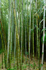 さまざまな竹
