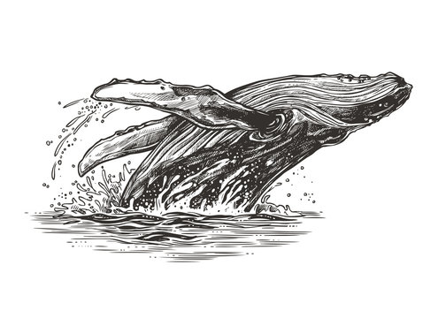 Jumping in the ocean humpback whale. Beautiful vector sketch illustration