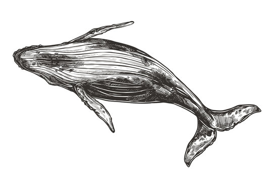 Vector hand drawn illustration of humpback whale. Sketch style
