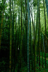 Obraz na płótnie Canvas さまざまな竹