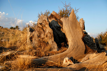 dead juniper tree roots background © Kybele