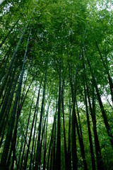 Obraz na płótnie Canvas さまざまな竹