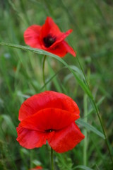 red poppy flowers