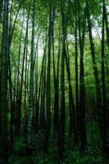 Fototapeta premium さまざまな竹