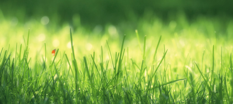 resh green grass on a meadow in the sunlight, ladybug on the grass, macro, spring summer natural image. Panoramic view..