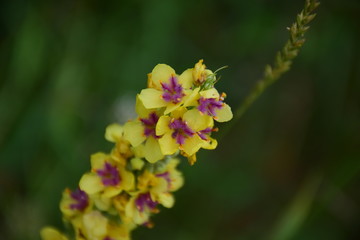 yellow flowers