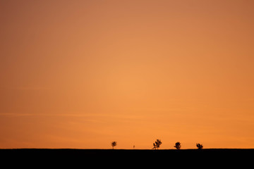 Obraz na płótnie Canvas Sunset trees