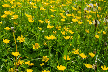 Fototapeta premium Buttercup flowers as a background
