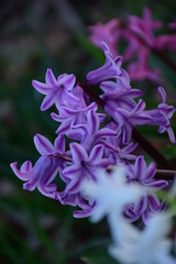 purple flowers