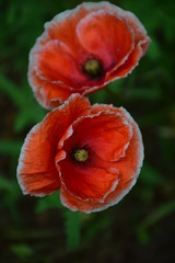 red poppy flowers