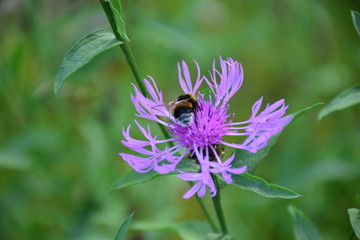 purple flower with bee