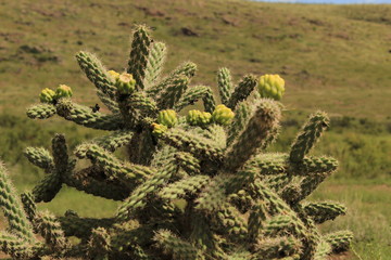 cactus in desert