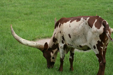ANKOLE WATUSI COW IN ORLANDO