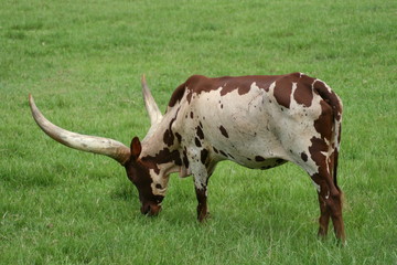 ANKOLE WATUSI COW IN ORLANDO