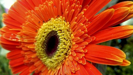 A beautiful Sunflower macro wallpaper