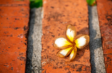 Plumeria flowers are fragrant placed on the ground at dawn  