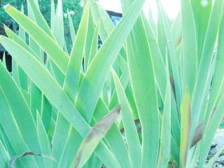 abstract background with leaves