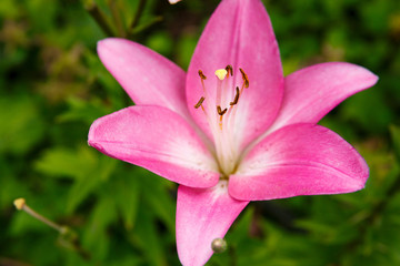 Fototapeta na wymiar pink lily flower blooms in the garden