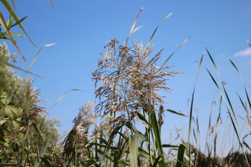  Bulrush grows on the lake. Autumn.