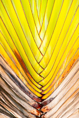 Patterned leaves are suitable for props Free space for your decoration  