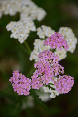 purple and white flowers