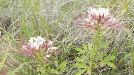 flowers in the desert