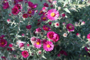  Bush aster blooms on flower beds in gardens in the fall