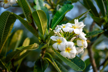 Obraz na płótnie Canvas Plumeria flowers are fragrant and beautiful blossoming flowers in the morning 