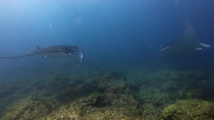 Graceful Manta Rays Group. Pair Of Peaceful Mantas Swimming Together. Big Sea Rays Or Pelagic Filter Feeders Marine Life Gliding On Cleaning Station In Blue Sea Water & Sunlit Sea Surface