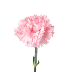 Beautiful carnation flower on white background