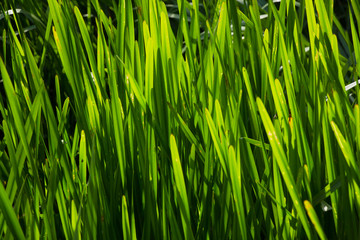 Green reeds in sunlight
