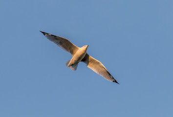 ring billed gull in flight at presque isle state park in Erie Pennsylvania 